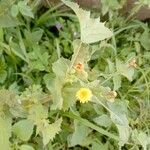 Sonchus oleraceusFlor