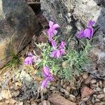 Lavandula stoechasFlor