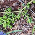 Portulaca quadrifida Leaf