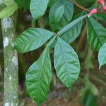 Quassia amara Hoja