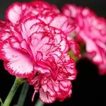 Dianthus caryophyllus Flor