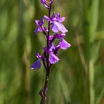 Anacamptis palustris Цвят