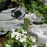 Androsace obtusifolia Cvet