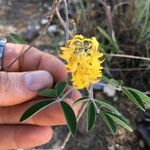 Crotalaria decaryana Flor