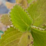 Coleus barbatus Leaf