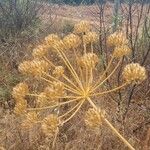 Thapsia villosaFlower