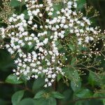 Ageratina ligustrina 花