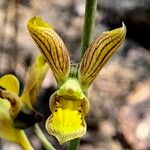 Eulophia orthoplectra Blüte