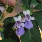 Vitex megapotamica Blomst