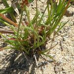 Juncus bufonius Frunză