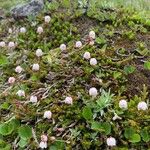 Harrimanella hypnoides Цветок