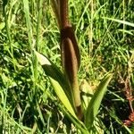 Himantoglossum adriaticum Leaf