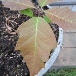Quercus bicolor Ліст