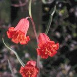Fritillaria recurva 花