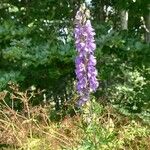 Aconitum napellusBlomma