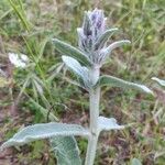 Stachys cretica Övriga