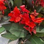 Canna × hybridaFiore