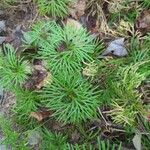 Lycopodium complanatum ഇല