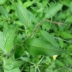 Ludwigia jussiaeoides Leaf