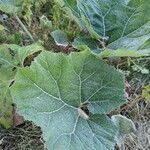 Petasites paradoxus Φύλλο