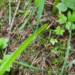 Angelica razulii Bark