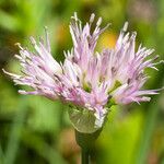 Allium validum Flower