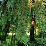 Cupressus cashmeriana Φύλλο