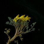 Corydalis megacalyx Хабит