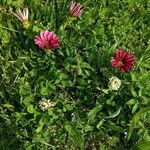 Gazania rigens var. uniflora x linearis Arall