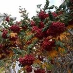 Sorbus aucupariaফল