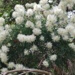 Melaleuca linariifolia പുഷ്പം