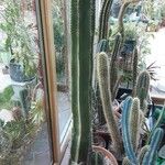 Isolatocereus dumortieri Hábito