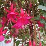 Fuchsia × standishii Flor