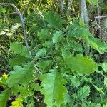 Quercus canariensis Leaf