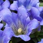 Gentiana acaulis Цветок