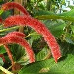 Amaranthus caudatus Blüte