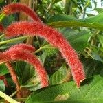 Amaranthus caudatus Цвят