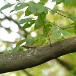 Carpinus caroliniana Bark