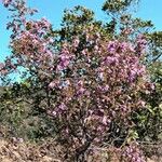 Erica australis Staniste