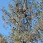 Pinus sabiniana 叶