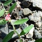 Indigofera linifolia Лист