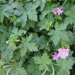 Geranium × oxonianum Foglia