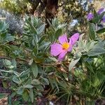 Cistus albidus Habitus