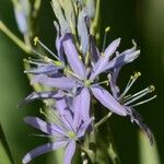 Camassia leichtliniiKwiat