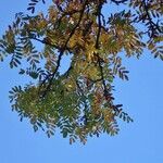 Sorbus domestica عادت داشتن