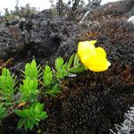 Hypericum revolutum Leaf