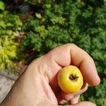 Malus sylvestris Fruit