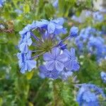 Plumbago auriculata花