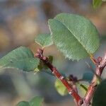 Rhamnus crocea Ліст