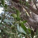 Elaeodendron transvaalense Fruit